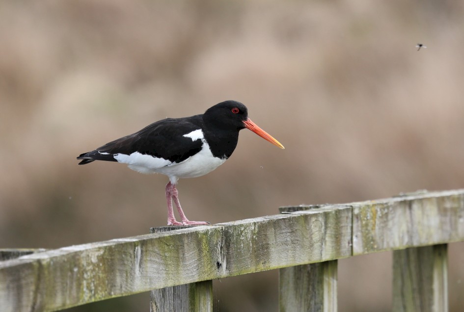 Oystercatcher, 1/500 sec, f/7.1, 500 mm, ISO 250