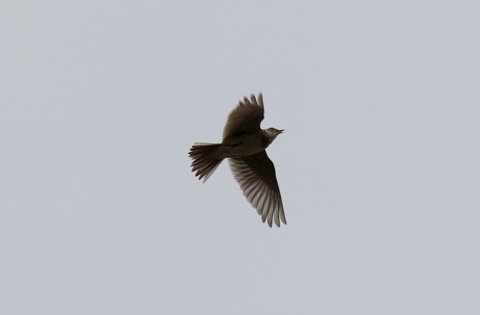 Skylark, 1/1000 sec, f/7.1, 500 mm, ISO 100