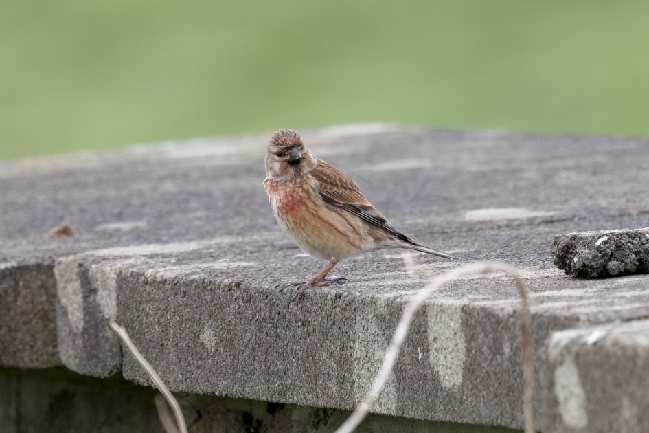 Linnet, 1/640 sec, f/7.1, 500 mm, ISO 800