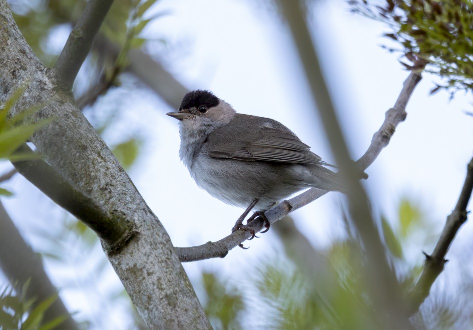 Blackcap, 1/500 sec, f/7.1, 500 mm, ISO 1250