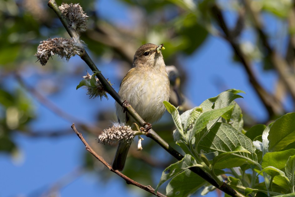 Chiffchaff, 1/500 sec, f/7.1, 500 mm, ISO 250