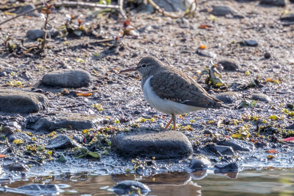 Common Sandpiper, 1/640 sec, f/7.1, 500 mm, ISO 640