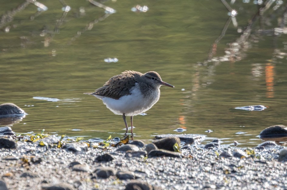 Common Sandpiper , 1/640 sec, f/7.1, 500 mm, ISO 400