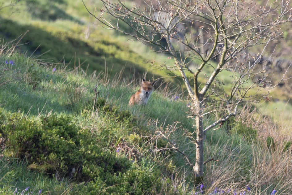 Fox, 1/500 sec, f/7.1, 500 mm, ISO 320