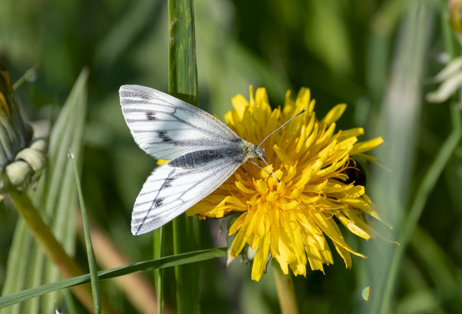 Green-veined White, 1/2000 sec, f/7.1, 500 mm, ISO 800