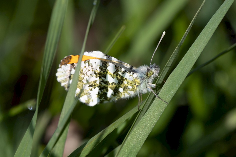 Orange Tip, 1/2500 sec, f/7.1, 500 mm, ISO 640