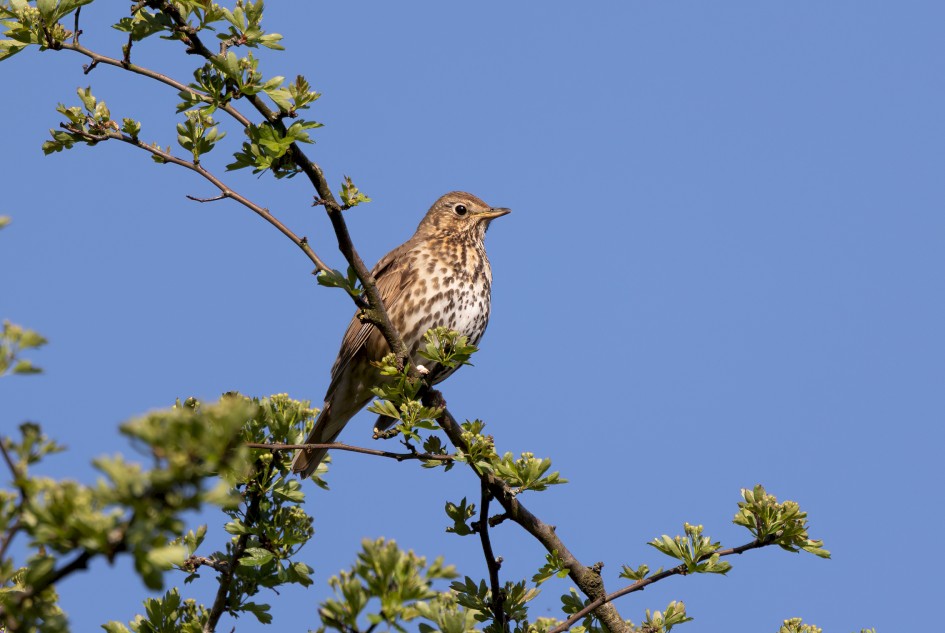 Song Thrush, 1/500 sec, f/7.1, 500 mm, ISO 125