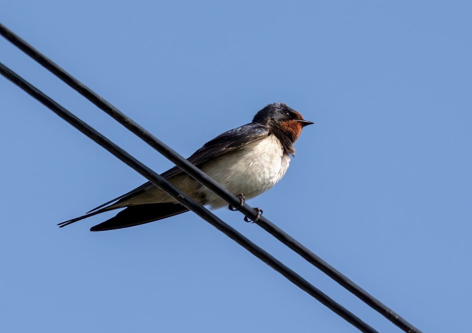 Swallow, 1/640 sec, f/7.1, 500 mm, ISO 200