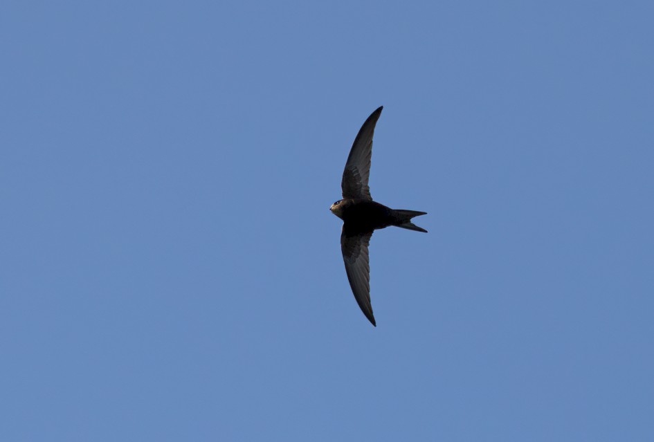 Swift, 1/2500 sec, f/7.1, 500 mm, ISO 800