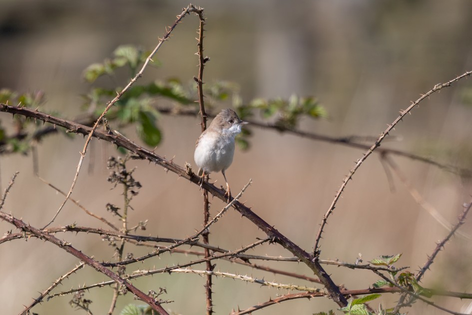 Whitethroat, 1/500 sec, f/7.1, 500 mm, ISO 160