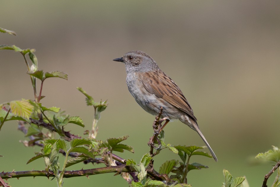 Dunnock, 1/2000 sec, f/7.1, 500 mm, ISO 800