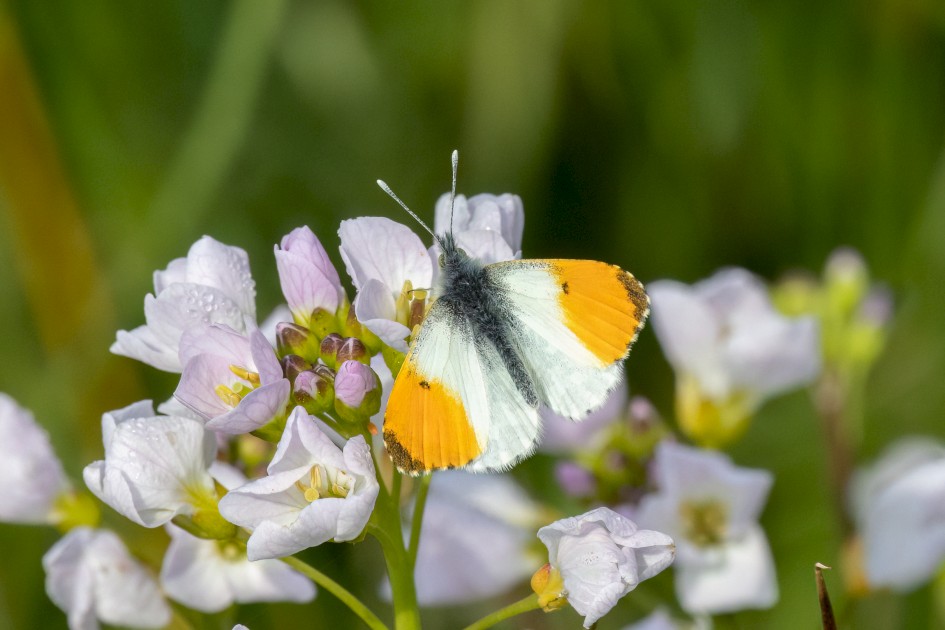 Orange-tip, 1/2500 sec, f/16.0, 500 mm, ISO 3200