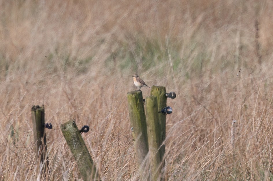 Whinchat, 1/2500 sec, f/7.1, 500 mm, ISO 800
