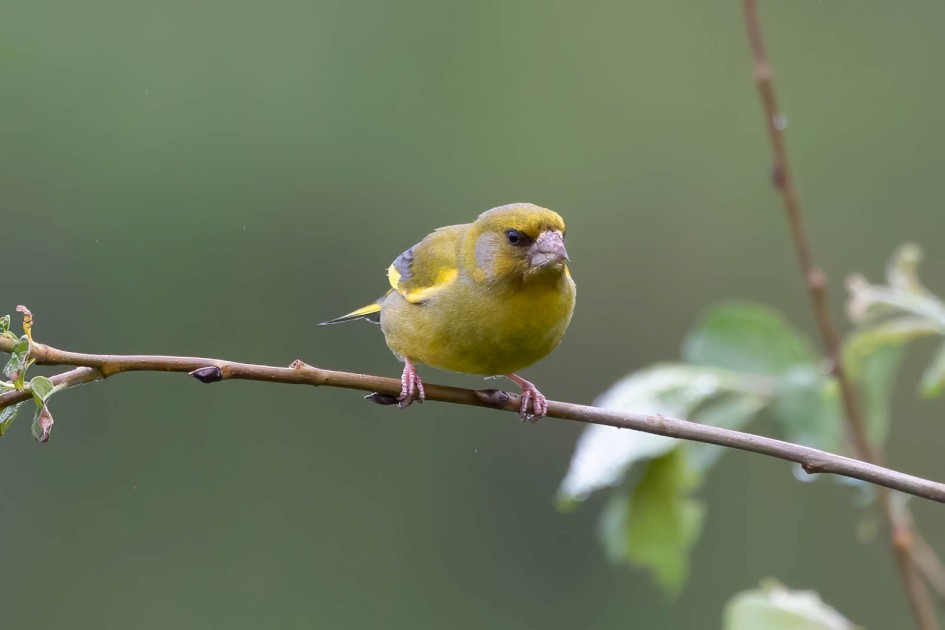 Greenfinch, 1/500 sec, f/7.1, 500 mm, ISO 2500