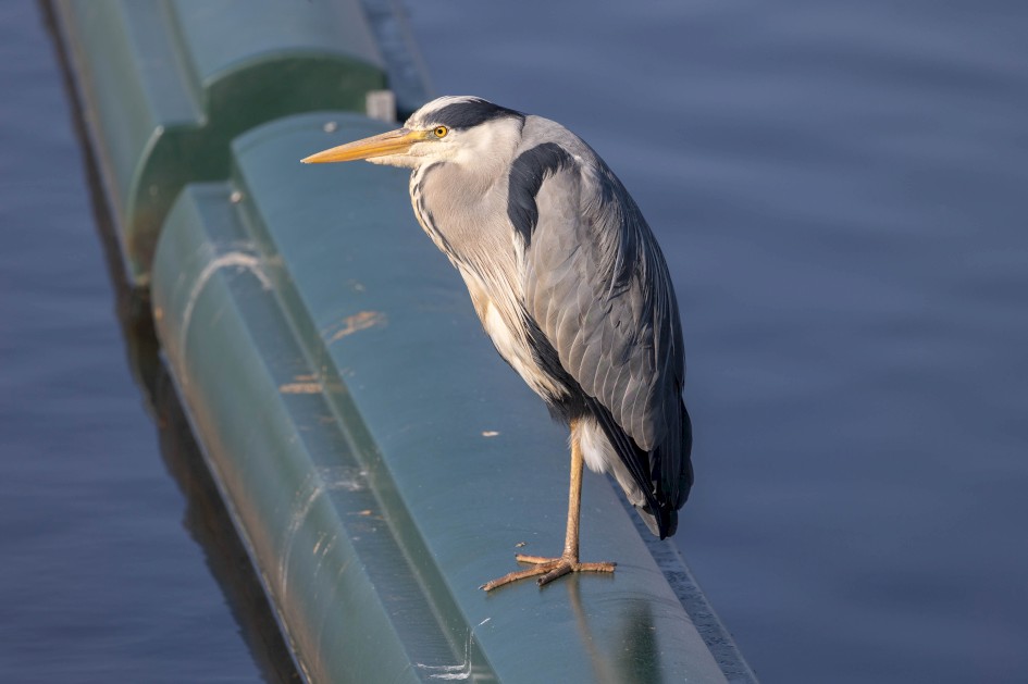 Grey Heron, 1/640 sec, f/7.1, 500 mm, ISO 160