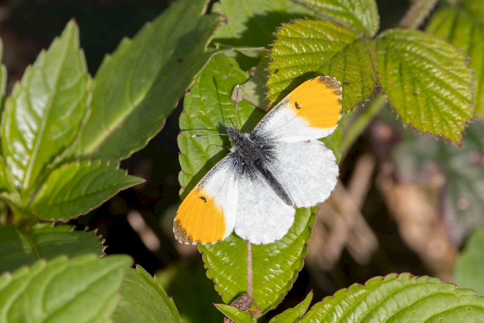 Orange-tip, 1/500 sec, f/7.1, 500 mm, ISO 160
