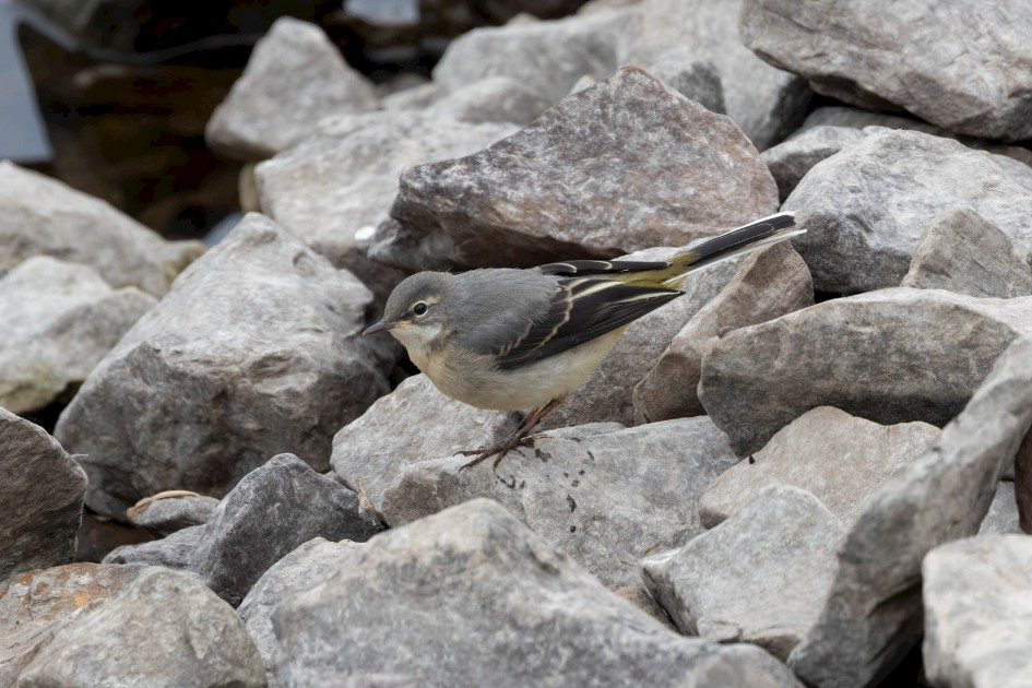 Grey Wagtail, 1/500 sec, f/7.1, 500 mm, ISO 640
