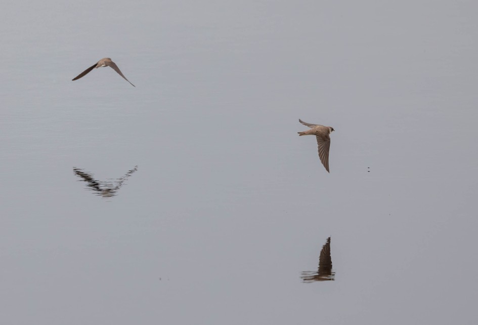 Sand Martins, 1/2500 sec, f/7.1, 500 mm, ISO 640