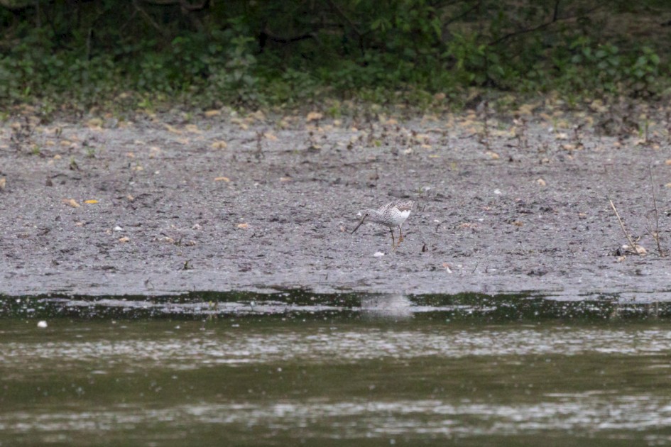 Greenshank, 1/2500 sec, f/7.1, 500 mm, ISO 4000
