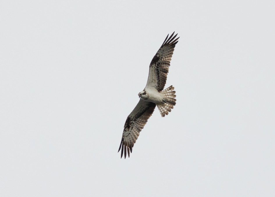 Osprey, 1/2000 sec, f/7.1, 500 mm, ISO 640