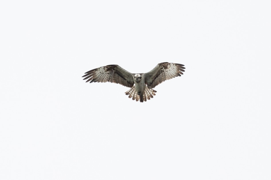 Osprey , 1/2500 sec, f/6.3, 451 mm, ISO 1250