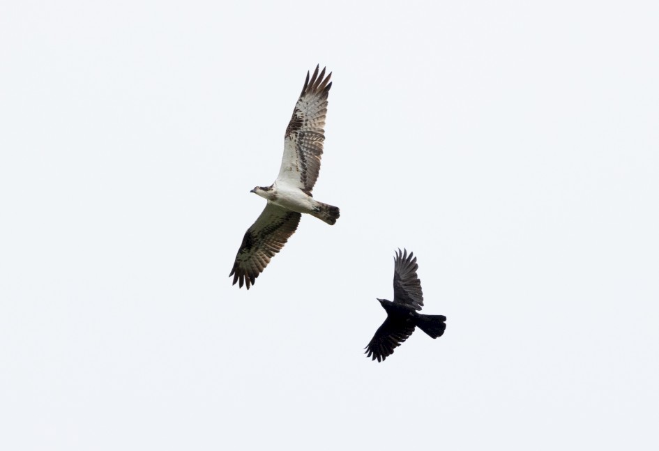 Osprey And Carrion Crow, 1/2000 sec, f/7.1, 500 mm, ISO 2000