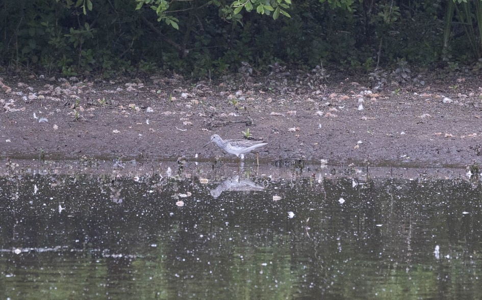 Greenshank-, 1/640 sec, f/7.1, 500 mm, ISO 1600