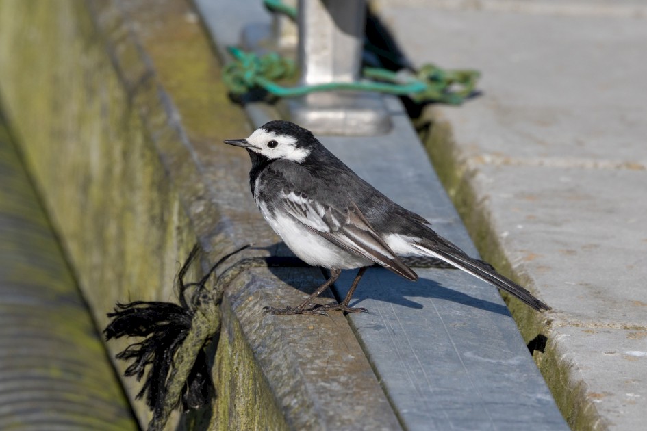 Pied Wagtail, 1/500 sec, f/7.1, 500 mm, ISO 125