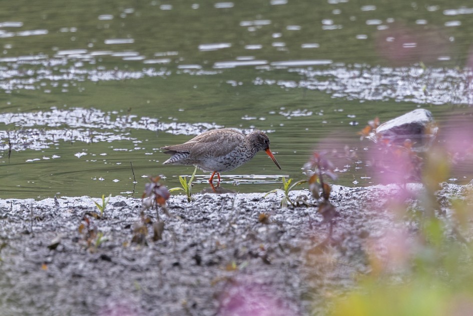 Redshank, 1/640 sec, f/7.1, 500 mm, ISO 500