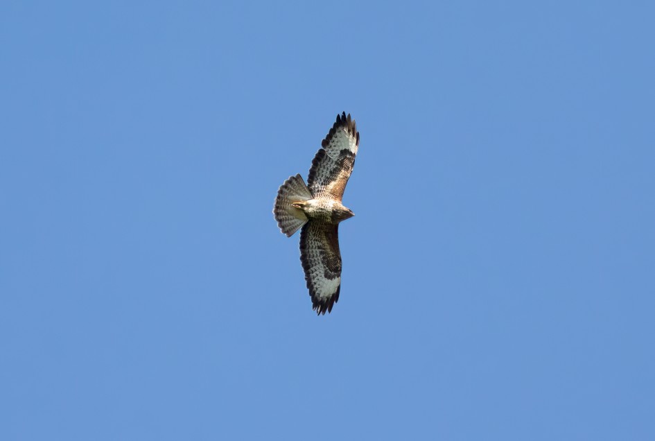 Buzzard, 1/2500 sec, f/7.1, 500 mm, ISO 1600