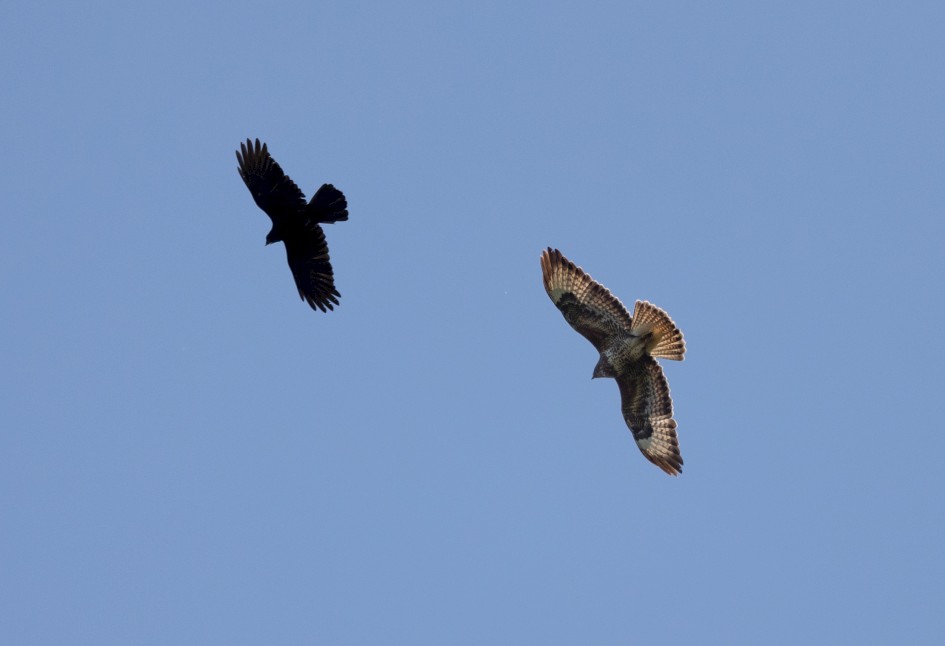 Buzzard And Carrion Crow, 1/2500 sec, f/7.1, 500 mm, ISO 640