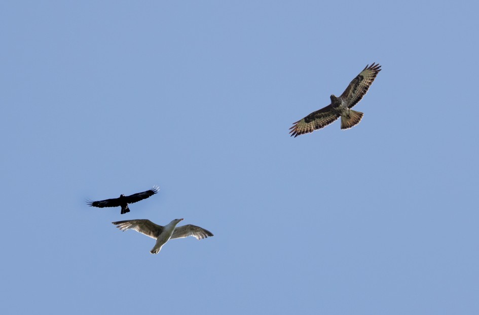 Buzzard And Friends, 1/2500 sec, f/7.1, 500 mm, ISO 640
