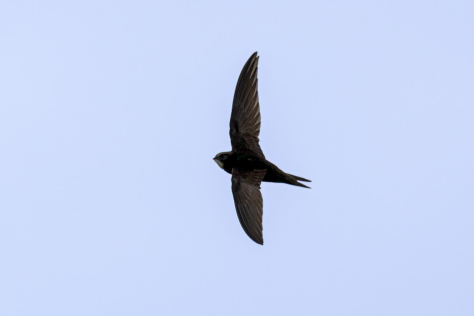 Swift, 1/2000 sec, f/7.1, 500 mm, ISO 800