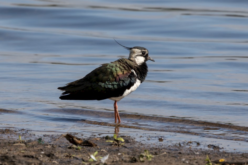 Lapwing, 1/500 sec, f/7.1, 500 mm, ISO 160