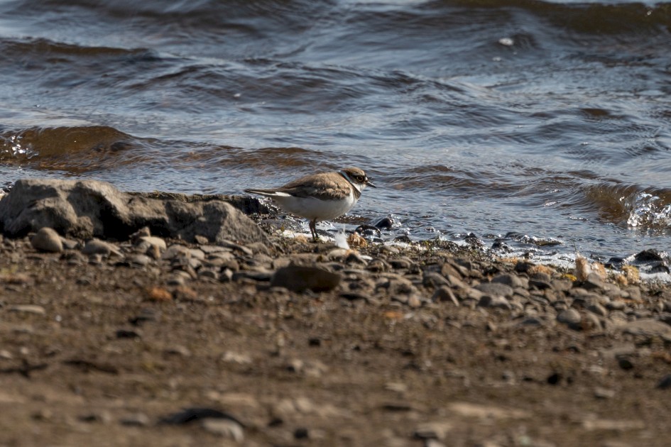 Little Ringed Plover, 1/640 sec, f/7.1, 500 mm, ISO 125