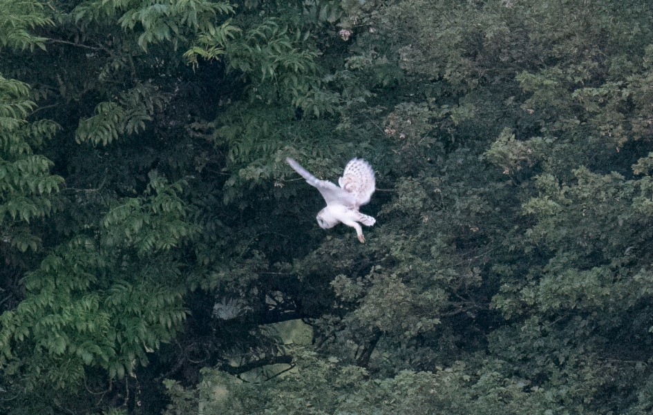 Barn Owl, 1/125 sec, f/7.1, 500 mm, ISO 25600