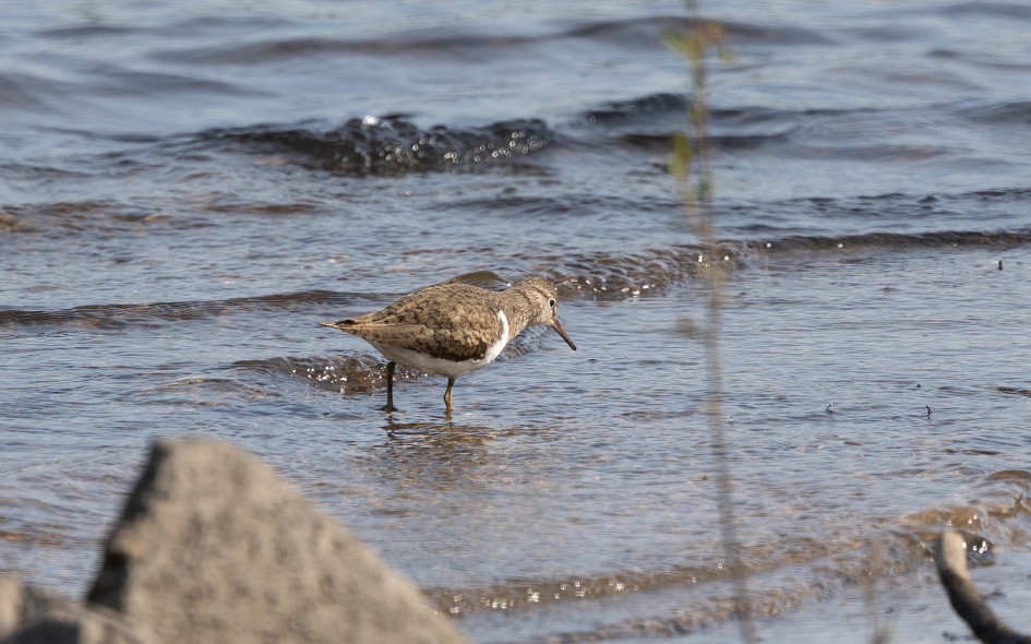 Common Sandpiper, 1/500 sec, f/7.1, 500 mm, ISO 200