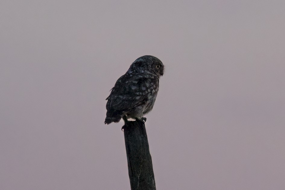 Little Owl, 1/60 sec, f/7.1, 500 mm, ISO 6400