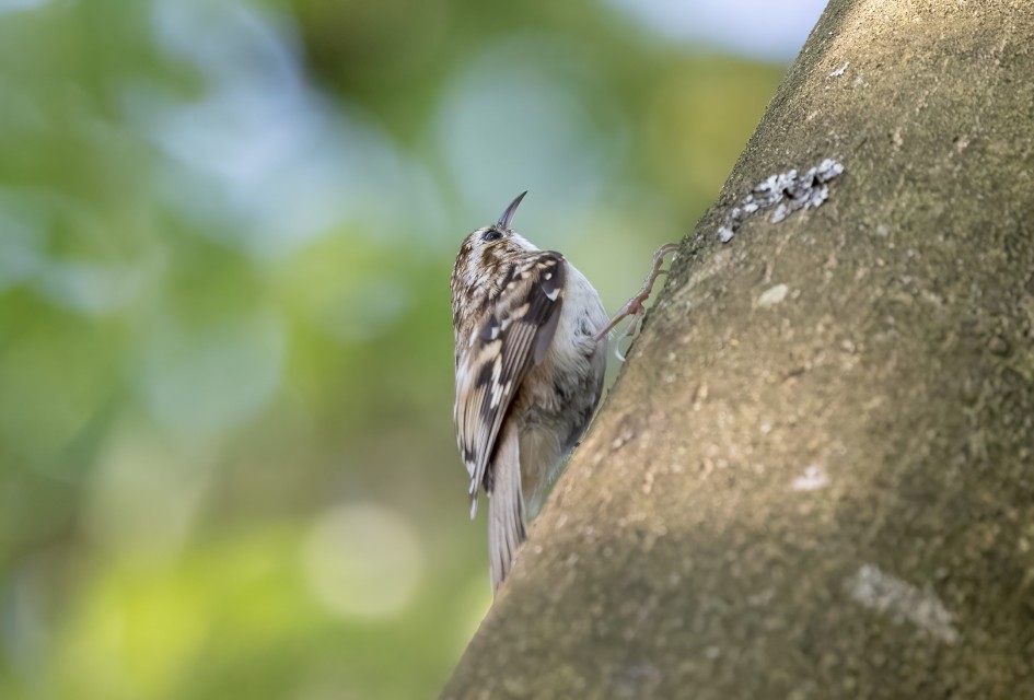 Treecreeper, 1/2500 sec, f/7.1, 500 mm, ISO 8000