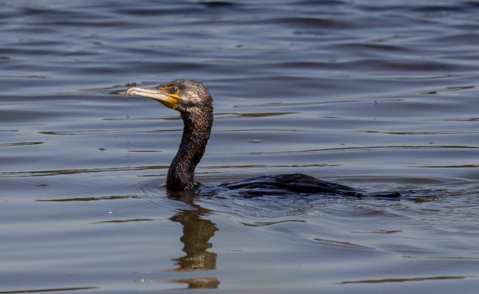 Cormorant, 1/2000 sec, f/7.1, 500 mm, ISO 640