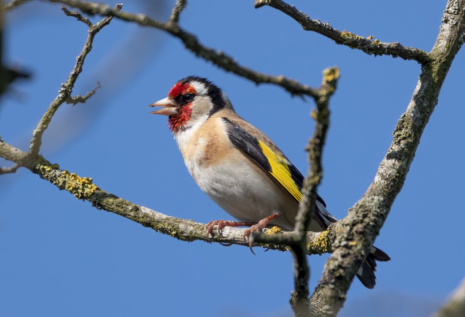 Goldfinch, 1/2000 sec, f/7.1, 500 mm, ISO 640