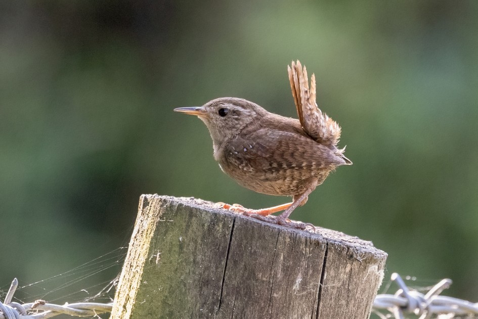 Wren , 1/2500 sec, f/7.1, 500 mm, ISO 10000