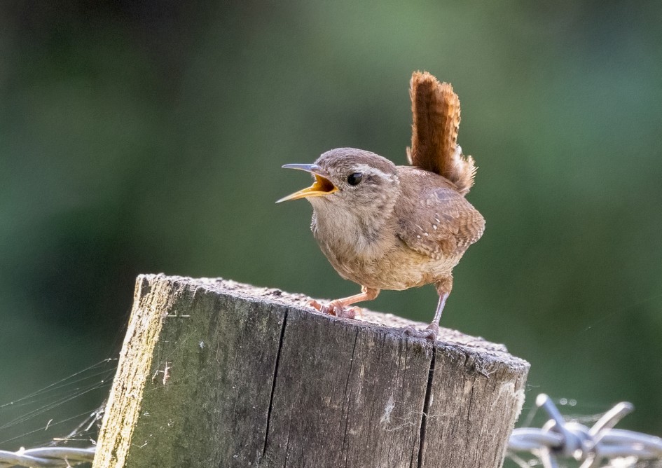 Wren , 1/2500 sec, f/7.1, 500 mm, ISO 10000