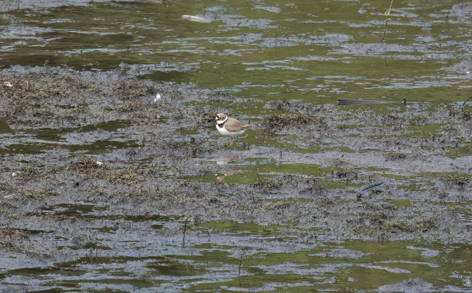 Little Ringed Plover, 1/640 sec, f/7.1, 500 mm, ISO 1250