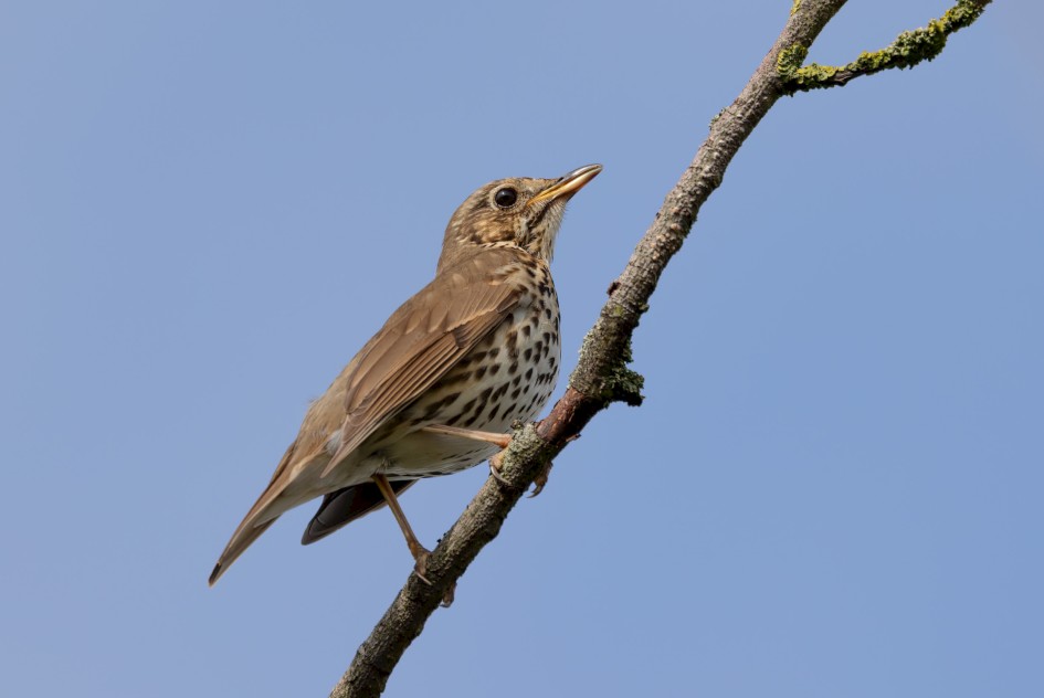 Song Thrush, 1/500 sec, f/7.1, 500 mm, ISO 125