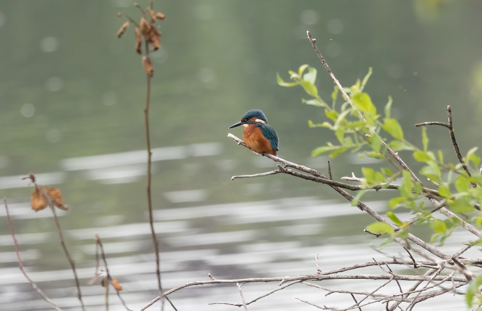 Kingfisher, 1/500 sec, f/7.1, 500 mm, ISO 1000