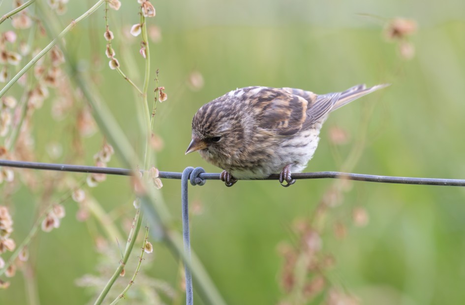 Redpoll, 1/60 sec, f/7.1, 500 mm, ISO 100