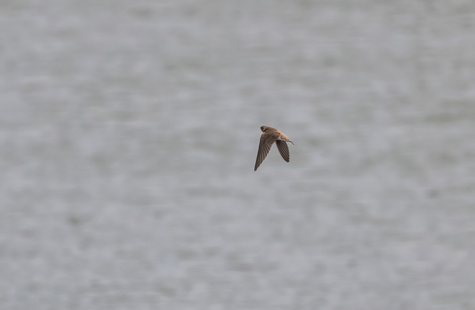 Sand Martin, 1/2000 sec, f/7.1, 500 mm, ISO 640