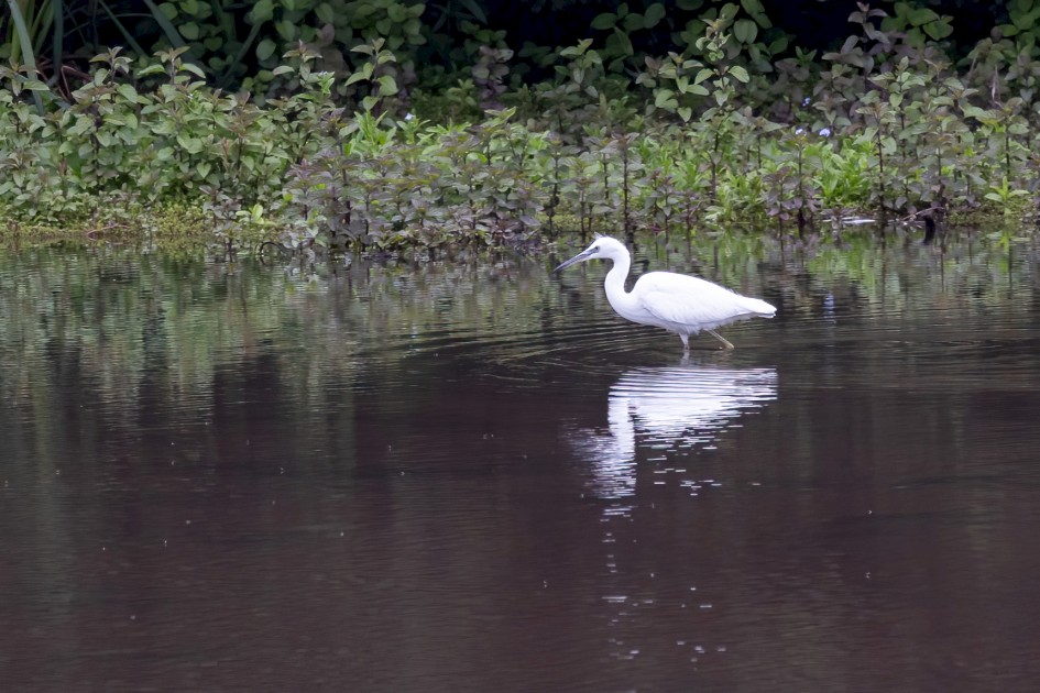 Little Egret, 1/640 sec, f/7.1, 500 mm, ISO 1000