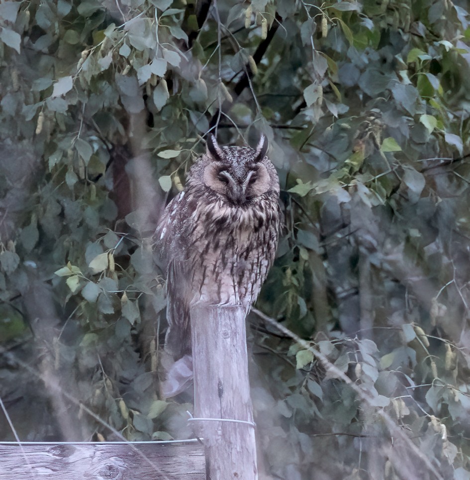 Long-eared Owl , 1/80 sec, f/7.1, 500 mm, ISO 16000